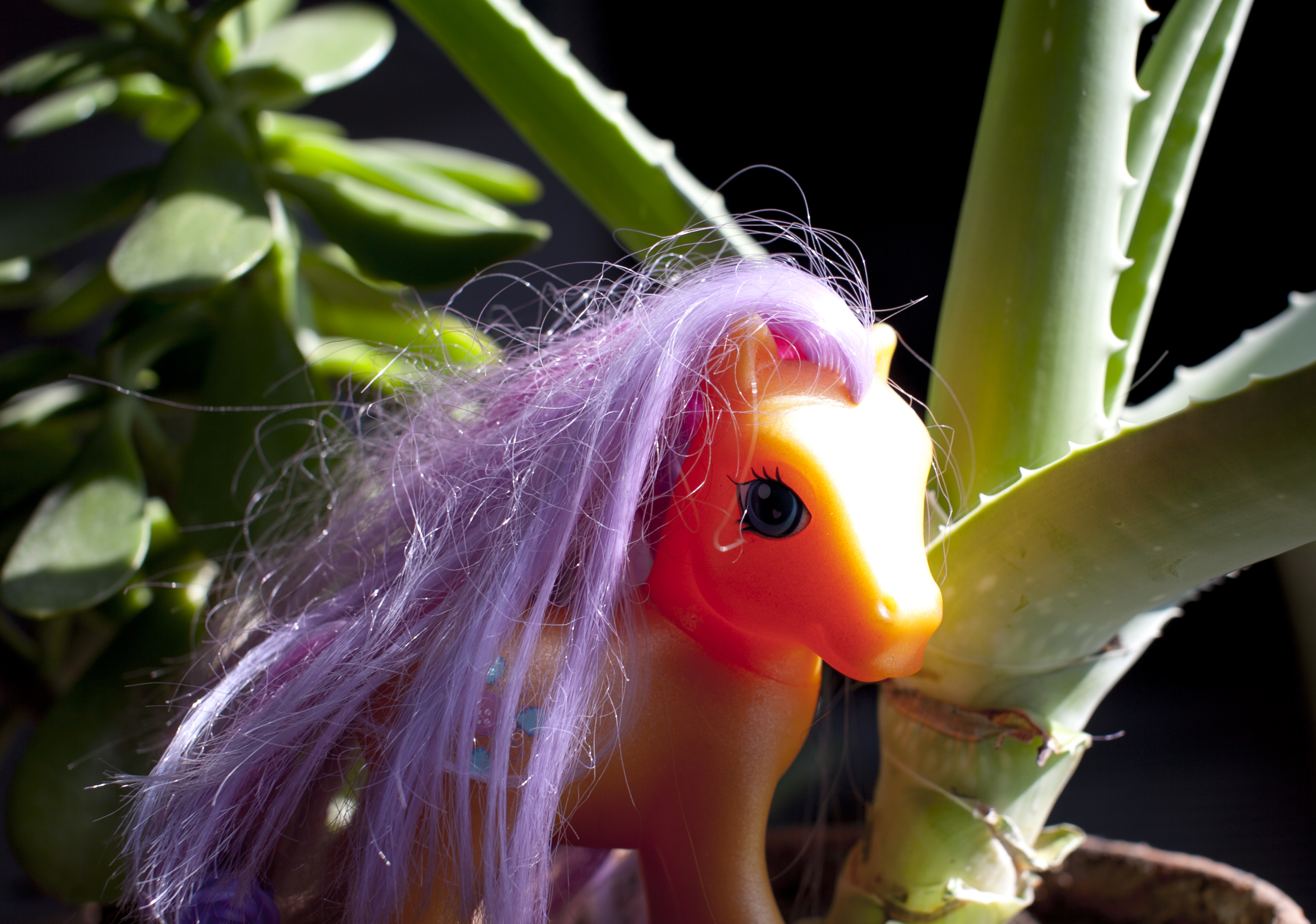 Orange My Little Pony with lavender hair in front of aloe plant